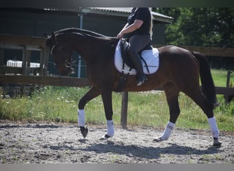 Sonstige Rassen, Stute, 10 Jahre, 160 cm