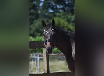 Sonstige Rassen, Stute, 10 Jahre, 160 cm