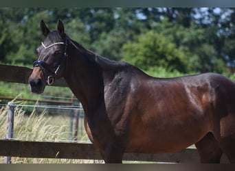 Sonstige Rassen, Stute, 10 Jahre, 160 cm