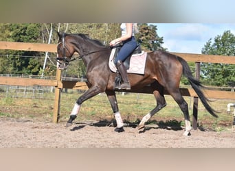 Sonstige Rassen, Stute, 10 Jahre, 162 cm, Dunkelbrauner