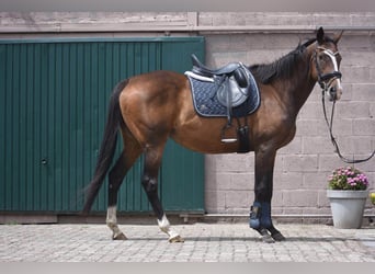 Sonstige Rassen, Stute, 10 Jahre, 162 cm, Dunkelbrauner