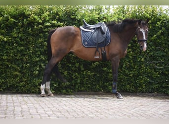 Sonstige Rassen, Stute, 10 Jahre, 162 cm, Dunkelbrauner