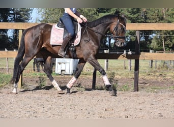 Sonstige Rassen, Stute, 10 Jahre, 162 cm, Dunkelbrauner