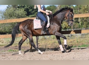 Sonstige Rassen, Stute, 10 Jahre, 162 cm, Dunkelbrauner