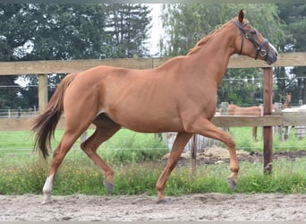 Sonstige Rassen, Stute, 10 Jahre, 163 cm, Fuchs