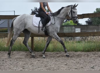 Sonstige Rassen, Stute, 10 Jahre, 163 cm, Schimmel