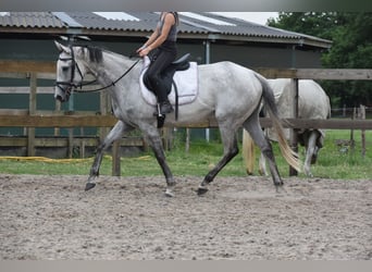 Sonstige Rassen, Stute, 10 Jahre, 163 cm, Schimmel