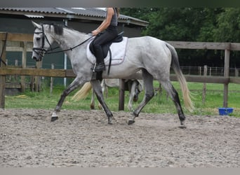 Sonstige Rassen, Stute, 10 Jahre, 163 cm, Schimmel