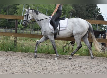 Sonstige Rassen, Stute, 10 Jahre, 163 cm, Schimmel