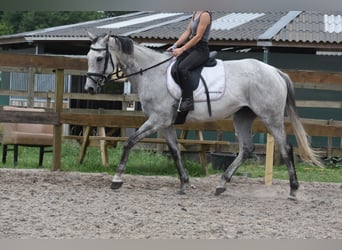 Sonstige Rassen, Stute, 10 Jahre, 163 cm, Schimmel