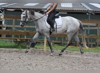 Sonstige Rassen, Stute, 10 Jahre, 163 cm, Schimmel