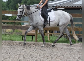 Sonstige Rassen, Stute, 10 Jahre, 163 cm, Schimmel