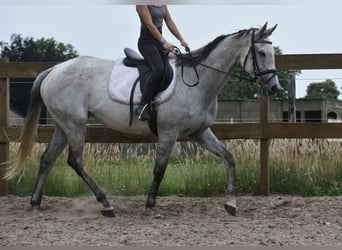 Sonstige Rassen, Stute, 10 Jahre, 163 cm, Schimmel