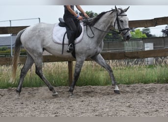 Sonstige Rassen, Stute, 10 Jahre, 163 cm, Schimmel