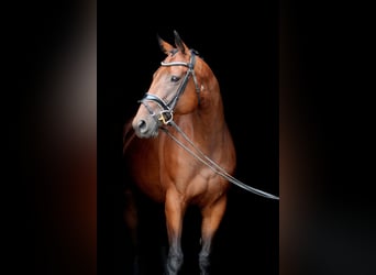 Sonstige Rassen, Stute, 10 Jahre, 164 cm, Brauner