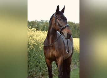 Sonstige Rassen, Stute, 10 Jahre, 165 cm, Brauner