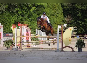 Sonstige Rassen, Stute, 10 Jahre, 175 cm, Hellbrauner