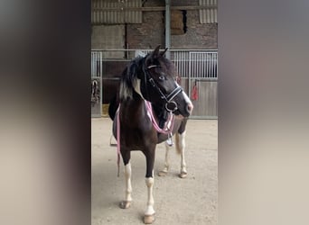 Sonstige Rassen Mix, Stute, 11 Jahre, 120 cm, Schecke