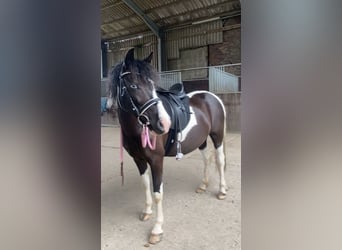 Sonstige Rassen Mix, Stute, 11 Jahre, 120 cm, Schecke