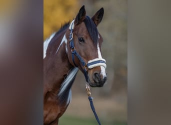 Sonstige Rassen Mix, Stute, 11 Jahre, 136 cm, Schecke