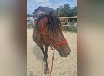 Sonstige Rassen, Stute, 11 Jahre, 138 cm, Brauner