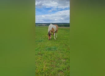 Sonstige Rassen, Stute, 11 Jahre, 140 cm, Schecke