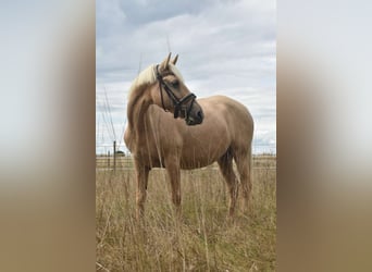 Sonstige Rassen, Stute, 11 Jahre, 142 cm, Palomino