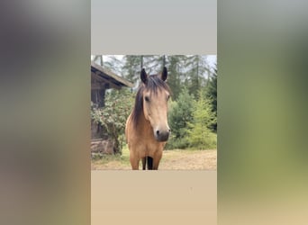 Sonstige Rassen Mix, Stute, 11 Jahre, 147 cm