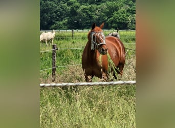 Sonstige Rassen, Stute, 11 Jahre, 148 cm, Fuchs