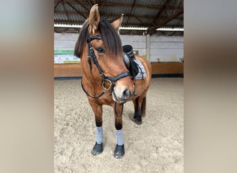 Sonstige Rassen, Stute, 11 Jahre, 153 cm