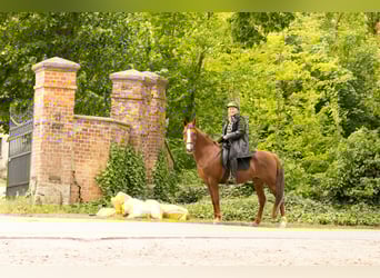 Sonstige Rassen, Stute, 11 Jahre, 154 cm, Fuchs