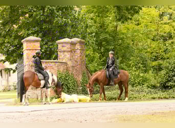 Sonstige Rassen, Stute, 11 Jahre, 154 cm, Fuchs