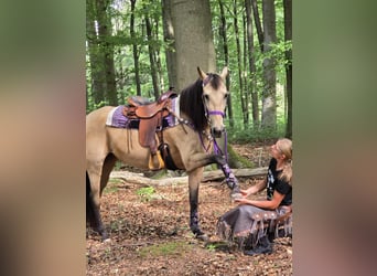 Sonstige Rassen Mix, Stute, 11 Jahre, 155 cm, Falbe