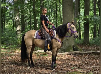 Sonstige Rassen Mix, Stute, 11 Jahre, 155 cm, Falbe