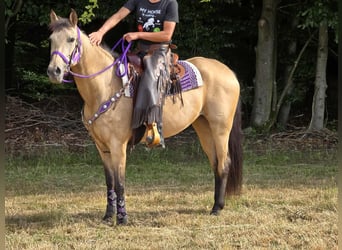 Sonstige Rassen Mix, Stute, 11 Jahre, 155 cm, Falbe