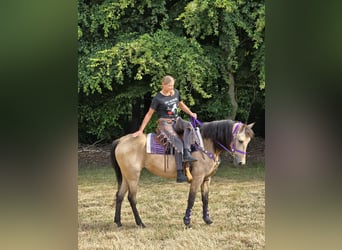 Sonstige Rassen Mix, Stute, 11 Jahre, 155 cm, Falbe
