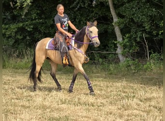 Sonstige Rassen Mix, Stute, 11 Jahre, 155 cm, Falbe