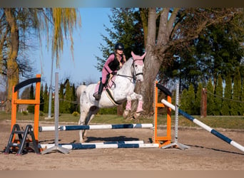 Sonstige Rassen, Stute, 11 Jahre, 158 cm, Tigerschecke