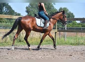 Sonstige Rassen, Stute, 11 Jahre, 160 cm, Dunkelbrauner