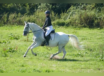 Sonstige Rassen, Stute, 11 Jahre, 162 cm, Schimmel