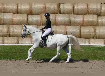 Sonstige Rassen, Stute, 11 Jahre, 162 cm, Schimmel