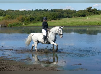 Sonstige Rassen, Stute, 11 Jahre, 162 cm, Schimmel