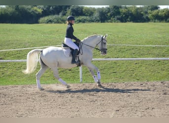 Sonstige Rassen, Stute, 11 Jahre, 162 cm, Schimmel