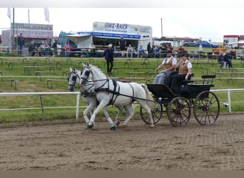 Sonstige Rassen, Stute, 11 Jahre, 162 cm, Schimmel