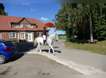 Sonstige Rassen, Stute, 11 Jahre, 162 cm, Schimmel