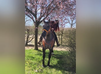 Sonstige Rassen, Stute, 11 Jahre, 164 cm, Grullo