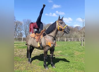 Sonstige Rassen, Stute, 11 Jahre, 164 cm, Grullo