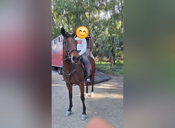 Sonstige Rassen, Stute, 11 Jahre, 165 cm, Brauner