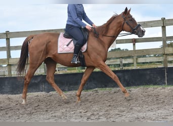 Sonstige Rassen, Stute, 11 Jahre, 168 cm, Fuchs