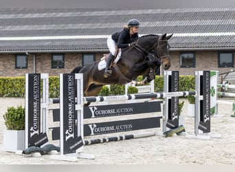 Sonstige Rassen, Stute, 11 Jahre, 172 cm, Dunkelbrauner